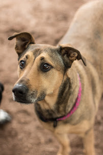 Lap of Luxury - Photo 6 - Car repair in Shreveport, LA, Shreveport