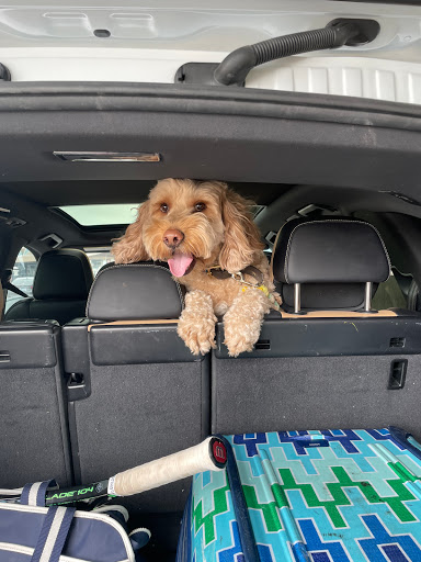 Pet Supply Store «Brookside Barkery & Bath», reviews and photos, 118 W 63rd St, Kansas City, MO 64113, USA