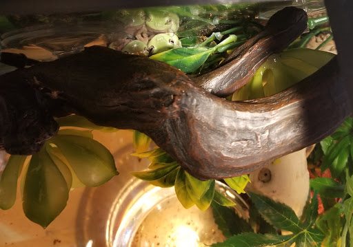 Pet Store «Parker Exotic Pets», reviews and photos, 17880 Cottonwood Dr, Parker, CO 80134, USA