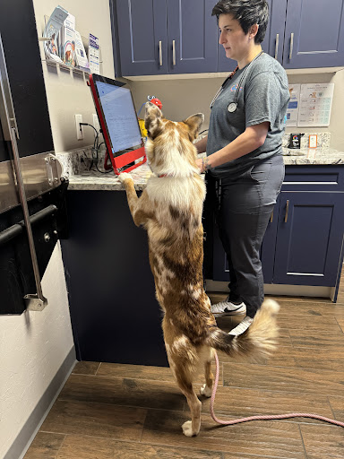 All Better Veterinary Hospital PLLC image