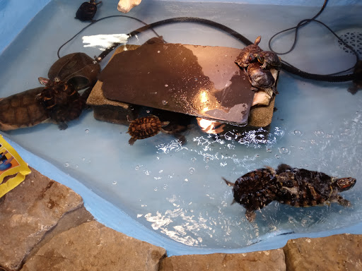 Pet Store «Critter Pet Shop», reviews and photos, 19309 Ecorse Rd, Allen Park, MI 48101, USA