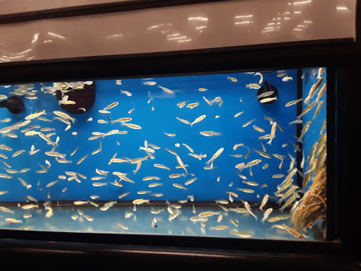 Pet Supply Store «Petco Animal Supplies», reviews and photos, 2784 W Peoria Ave, Phoenix, AZ 85029, USA