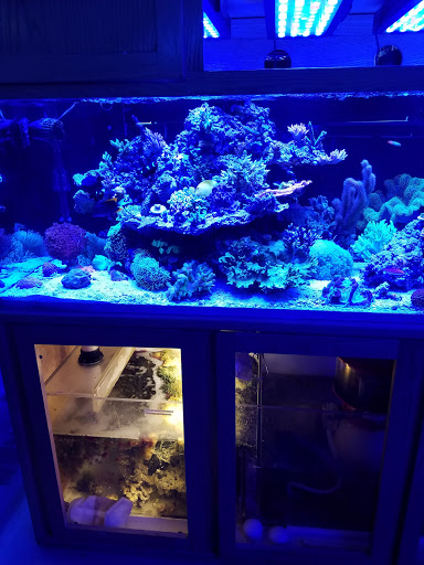 Tropical Fish Store «Barrier Reef Aquariums», reviews and photos, 1717 NE 44th St # A, Renton, WA 98056, USA