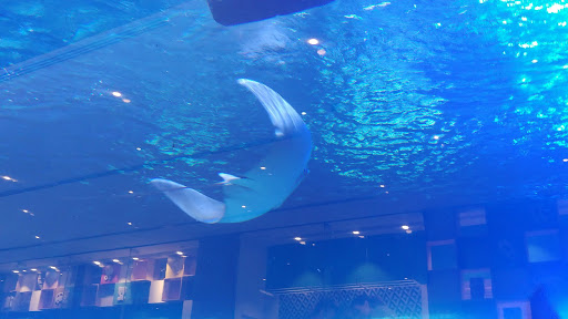 Museum «The Museum of Flight», reviews and photos, 9404 E Marginal Way S, Seattle, WA 98108, USA