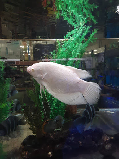 Pet Store «The Pet Zone», reviews and photos, 20 W Oak St, Pittston, PA 18640, USA