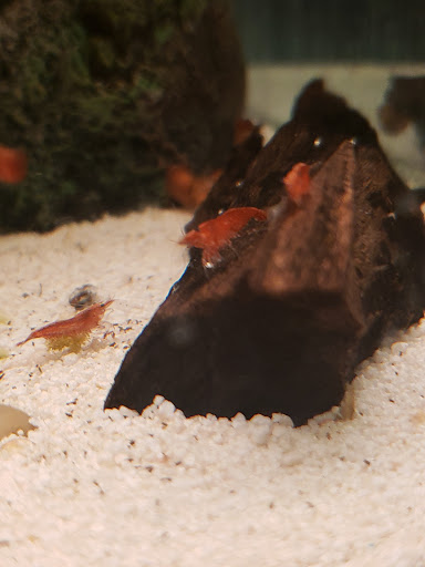 Tropical Fish Store «Concord Aquarium», reviews and photos, 1776 Arnold Industrial Way, Concord, CA 94520, USA