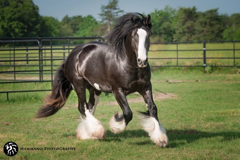 Bridlewood Stallion Station & Gypsy Training Center