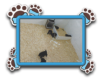 Pet Store «AA Ridgewood Kennels II», reviews and photos, 5401 Lincoln Hwy, Gap, PA 17527, USA