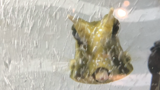 Aquarium «Team ECCO Ocean Center & Aquarium», reviews and photos, 511 N Main St, Hendersonville, NC 28792, USA