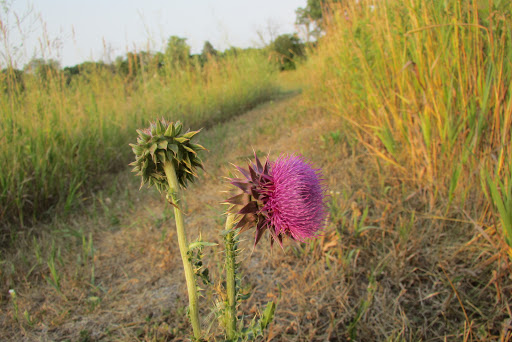 Mill «Sharon Mills County Park», reviews and photos, 5701 Sharon Hollow Rd, Manchester, MI 48158, USA