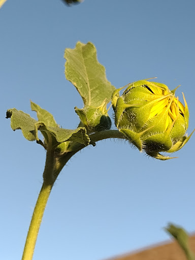 Park «Tumbleweed Park», reviews and photos, 745 E Germann Rd, Chandler, AZ 85286, USA