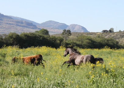 Big Valley Quarter Horses