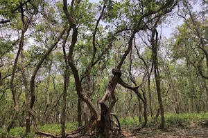 Chandail Forest image