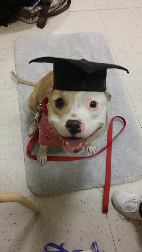 Pet Supply Store «PetSmart», reviews and photos, 1705 N Bechtle Ave, Springfield, OH 45504, USA