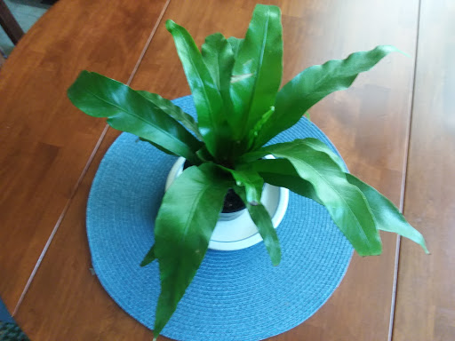 Florist «Morning Sun Florist», reviews and photos, 11 S Main St, Centerville, OH 45458, USA