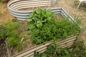 Manly Vale Community Garden image