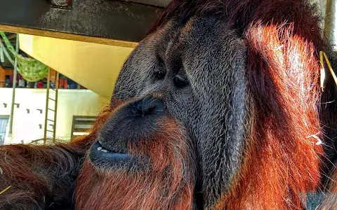 Simon Skjodt International Orangutan Center image