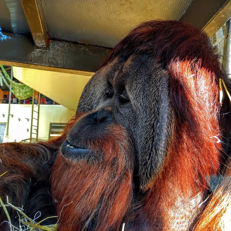 Simon Skjodt International Orangutan Center