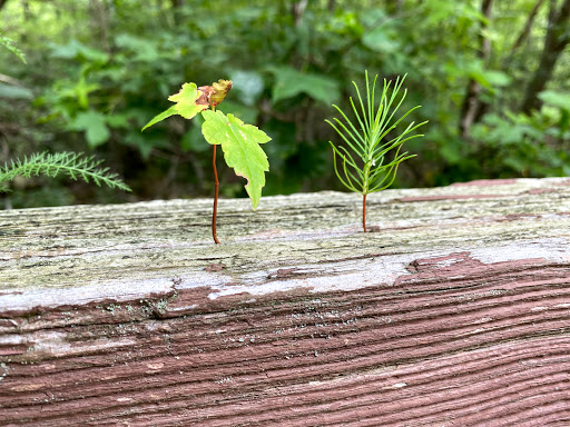 Park «Cedarville State Forest», reviews and photos, 10201 Bee Oak Rd, Brandywine, MD 20613, USA