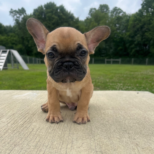 Pet Store «PV Pets», reviews and photos, 233 S Broadway, Pennsville, NJ 08070, USA