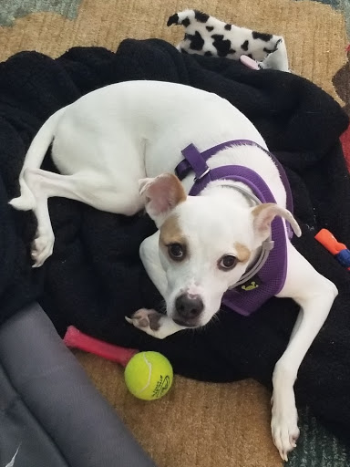 Pet Groomer «Uptown Pet Salon & Daycare», reviews and photos, 4581 13th St, St Cloud, FL 34769, USA