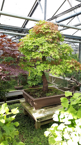 Bonsai Ginkgo - Museum