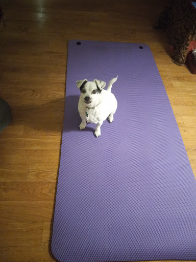 Pet Supply Store «EarthWise Pet Supply East Village», reviews and photos, 1051 Market St, San Diego, CA 92101, USA