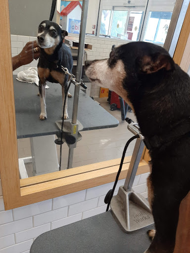 Pet Supply Store «Petco Animal Supplies», reviews and photos, 693 Middletown Warwick Rd, Middletown, DE 19709, USA