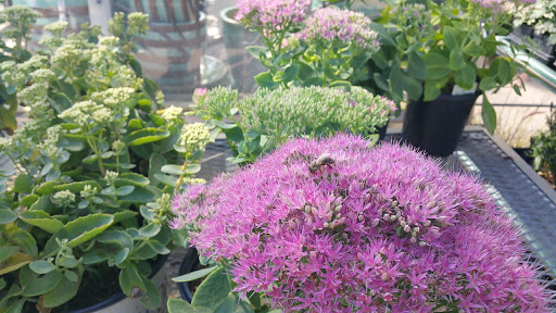 Garden Center «Lilydale Garden Center», reviews and photos, 941 Sibley Memorial Hwy, St Paul, MN 55118, USA