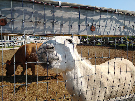 Social Services Organization «Lambs Farm», reviews and photos, 14245 W Rockland Rd, Libertyville, IL 60048, USA