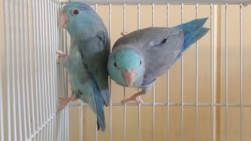 Pet Store «Plattsmouth Pets», reviews and photos, 430 Main St, Plattsmouth, NE 68048, USA