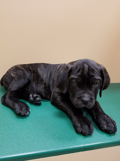 Pet Store «Petland Vineyard - San Antonio», reviews and photos, 1309 North Loop 1604 W #101, San Antonio, TX 78258, USA