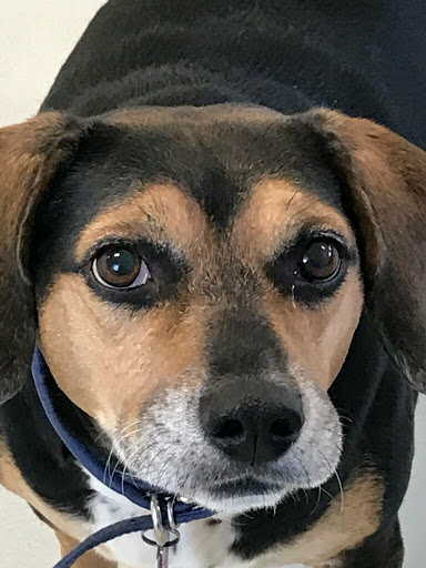 Pet Supply Store «PetSmart», reviews and photos, 144 Retail Commons Pkwy, Martinsburg, WV 25403, USA