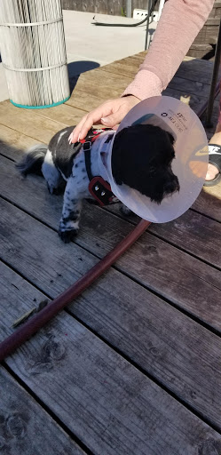 Pet Supply Store «Pet Supplies Plus», reviews and photos, 1031 Northwest Hwy, Garland, TX 75041, USA