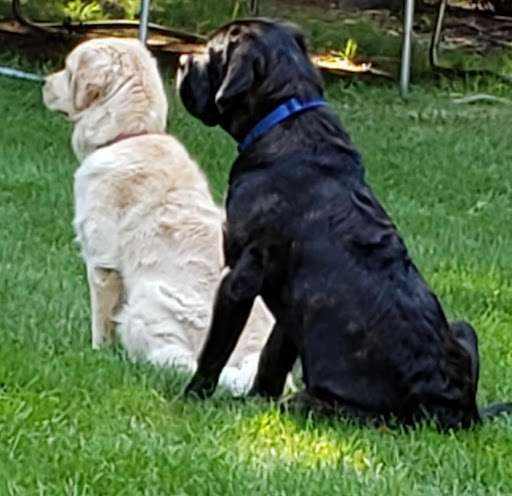 Auto Repair Shop «Grove Street Auto Repair», reviews and photos, 79 Grove Street, Franklin, MA 02038, USA