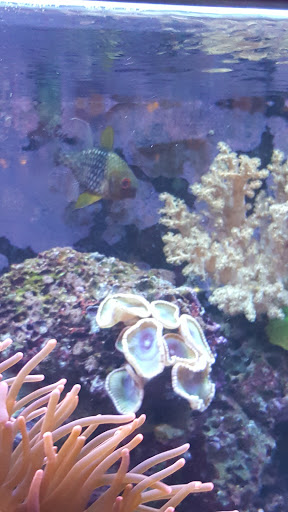 Aquarium «Aquarium In Old Town Inc», reviews and photos, 1001 E Douglas Ave, Wichita, KS 67211, USA