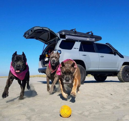 Toyota Dealer «San Marcos Toyota», reviews and photos, 5101 I-35, San Marcos, TX 78666, USA