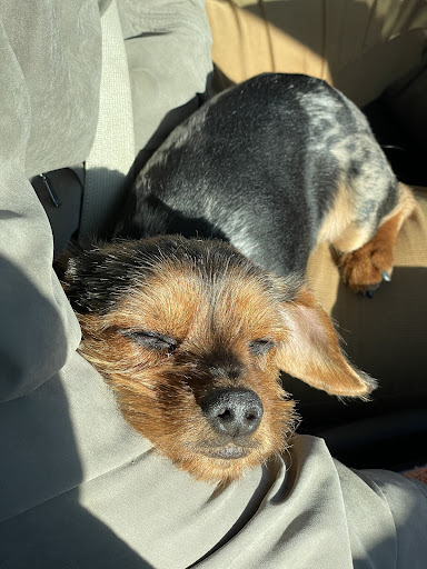 Pet Supply Store «PetSmart», reviews and photos, 208 Mariner Way, Biddeford, ME 04005, USA