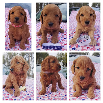 Miller's mini Goldendoodles at Mountain View Kennels