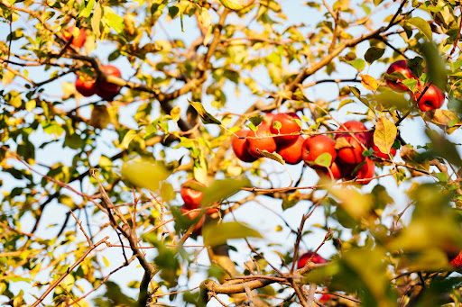 Thompson's Hillcrest Orchard