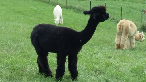 Boutique «Alpacas of the Heartland LLC», reviews and photos, 7016 County Rd 39, Fort Calhoun, NE 68023, USA