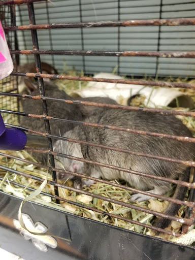 Pet Store «Animal Ark», reviews and photos, 2730 Brookdale Dr, Kingwood, TX 77339, USA