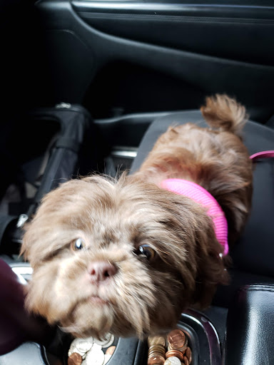 Pet Supply Store «PetSmart», reviews and photos, 131 Town Center Rd, King of Prussia, PA 19406, USA