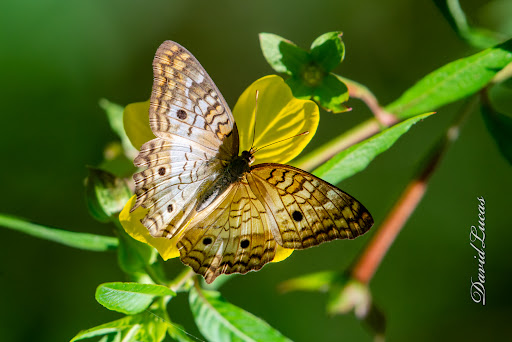 Park «Trimble Park», reviews and photos, 5802 Trimble Park Rd, Mt Dora, FL 32757, USA