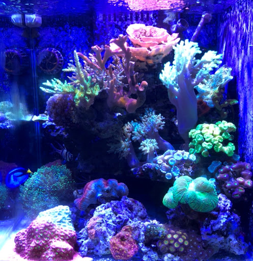 Aquarium «Reef Systems Coral Farm Inc», reviews and photos, 8459 Peter Hoover Rd, New Albany, OH 43054, USA