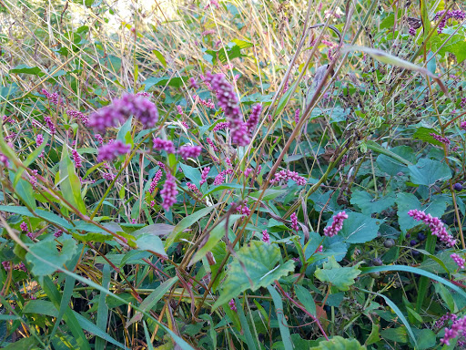 Nature Preserve «Governor Bridge Natural Area», reviews and photos, 7600 Governor Bridge Rd, Bowie, MD 20716, USA