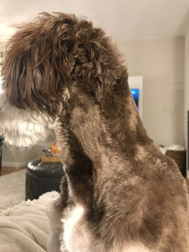 Pet Supply Store «Petco Animal Supplies», reviews and photos, 51 Middlesex Turnpike, Burlington, MA 01803, USA