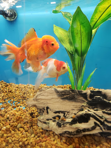 Pet Supply Store «PetSmart», reviews and photos, 1421 Carl D Silver Parkway, Fredericksburg, VA 22401, USA