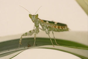 Portland Insectarium image
