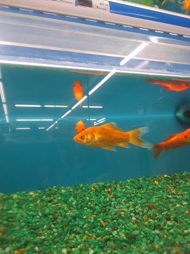 Pet Supply Store «Pet Supermarket», reviews and photos, 1020 S Ponce De Leon Blvd, St Augustine, FL 32086, USA